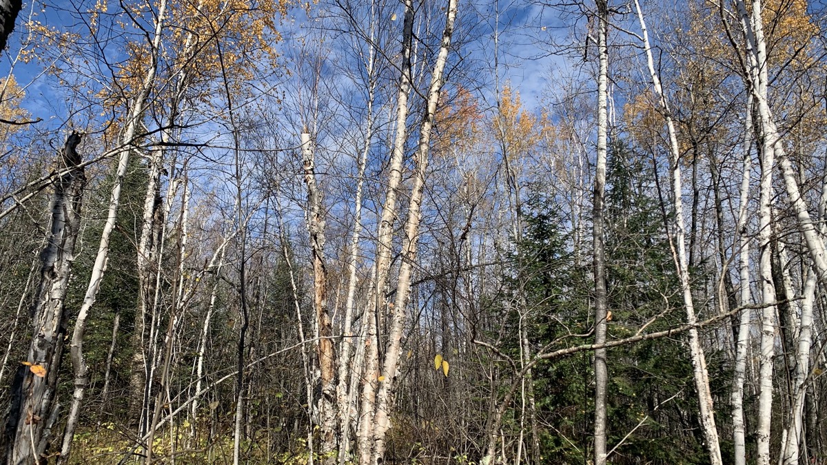 Meditation for November 10, 2021