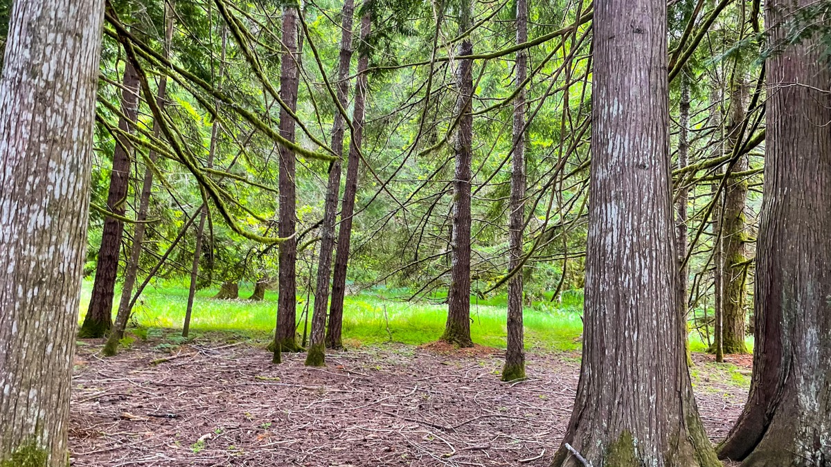 Meditation for July 11, 2021
